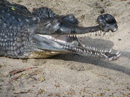 Critically endangered Gharial