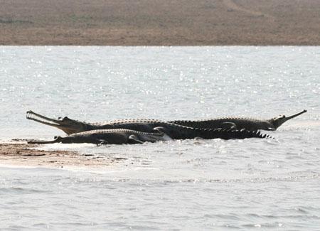 Crocodiles Chambal