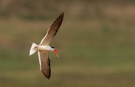 An Indian skimmer on the Chambal river