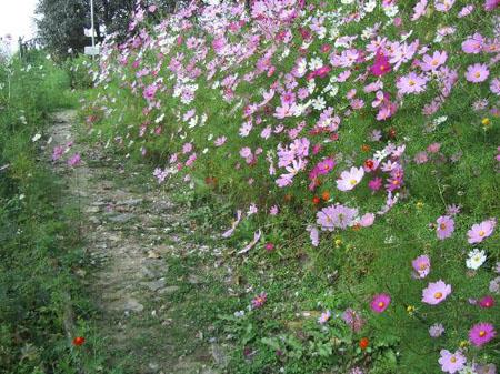 Pretty flowers every where