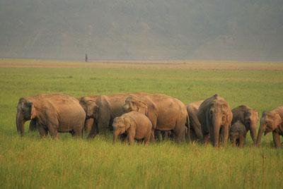 Elephant herd at Jim Corbett National Park