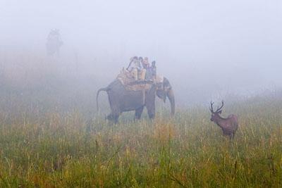 Sambar Deer in Jim Corbet National Park