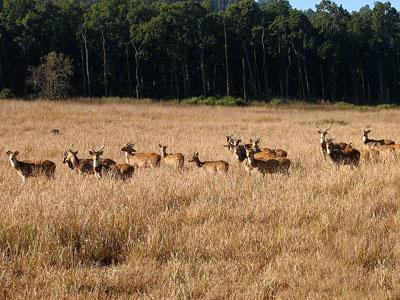 Spotted Deer