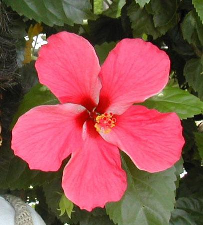 Hemkund Flower