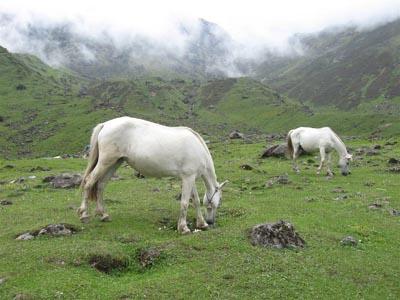 Kedarnath Horse