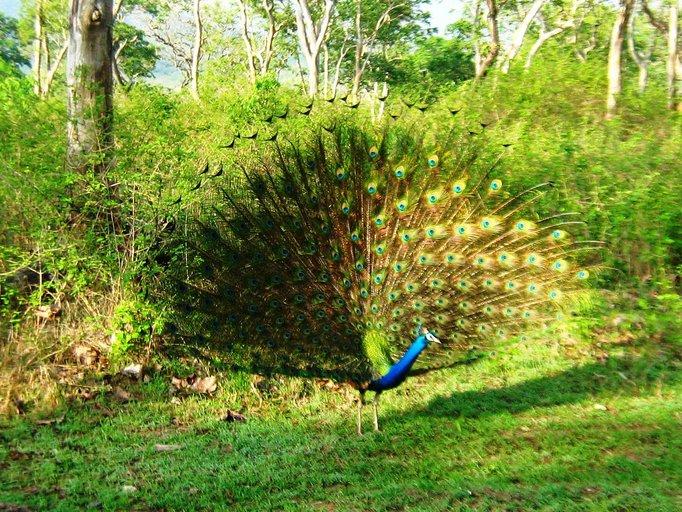 Peacock at Mudumalai