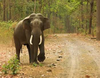 Rajaji National Park