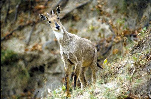 Rajaji National Park