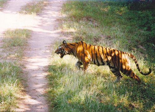 Tiger at Rajaji National Park