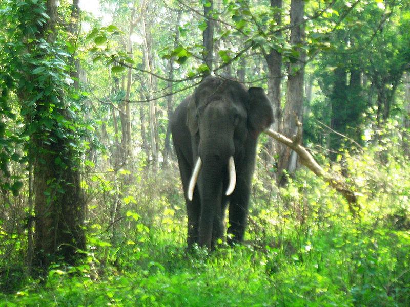 Elephant in Mudumalai National Park
