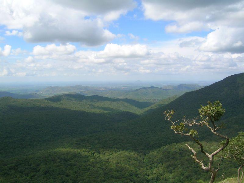 View of the forest