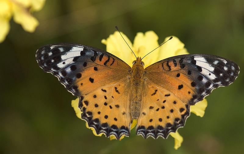 Argynnis Butterfly