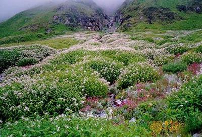 valleyof flowers