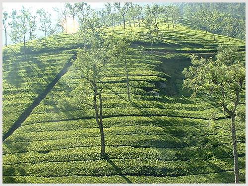 TEA ESTATE