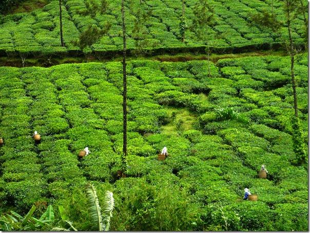 Munnar and Coorg tour will take you on journey of both tea and coffee