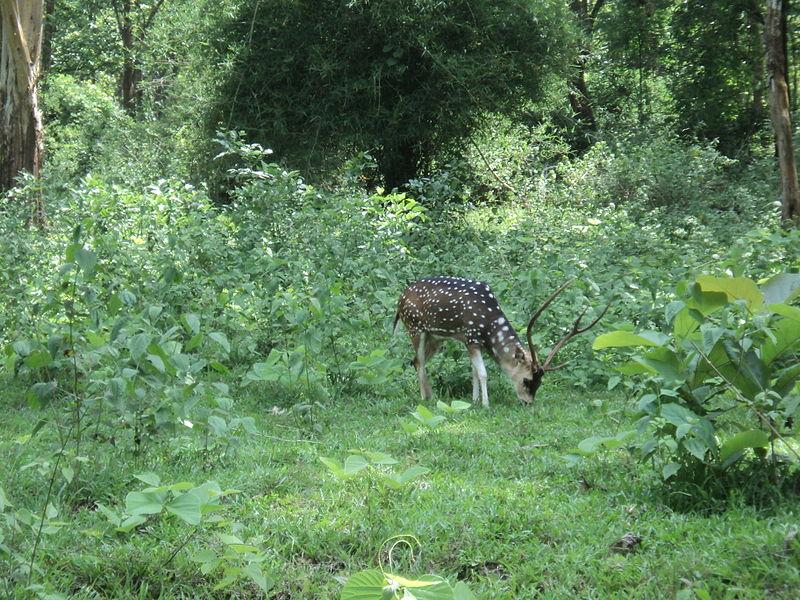 Spotted Deers