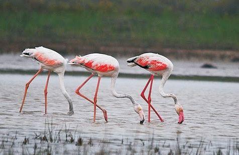 pulicat lake bird sanctuary