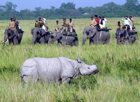 National Park Assam