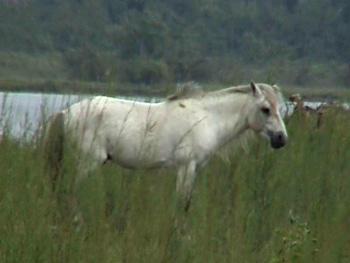 DibruSaikhowa National Park