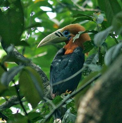 Rufous Necked Hornbill