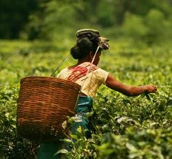Picking Tea in Dibrugarh Assam