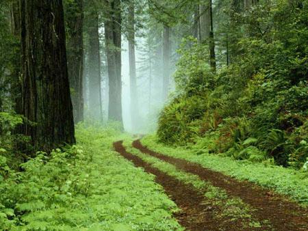 NC hills road dense forest