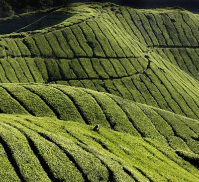 Tea Garden