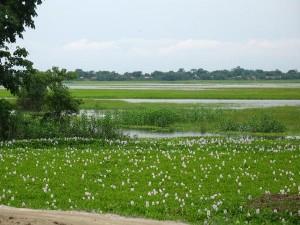 Majuli Island