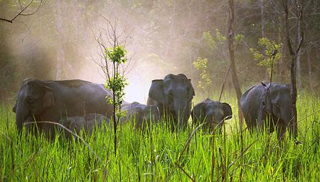 Herds elephants wildlife park Assam