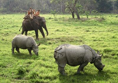 Rhinos at Baghmara