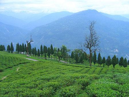 Temi Tea Garden Ravangla