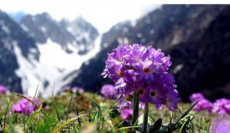 Flowers in Yumthang Valley