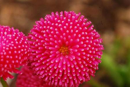 Flowers in Yumthang Valley