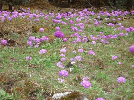 Yumthang Valley Grass Flower