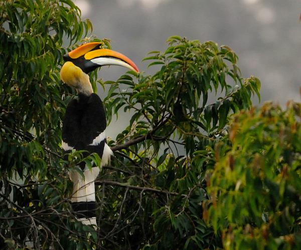 Great Hornbill on Mesua tree at Valparai