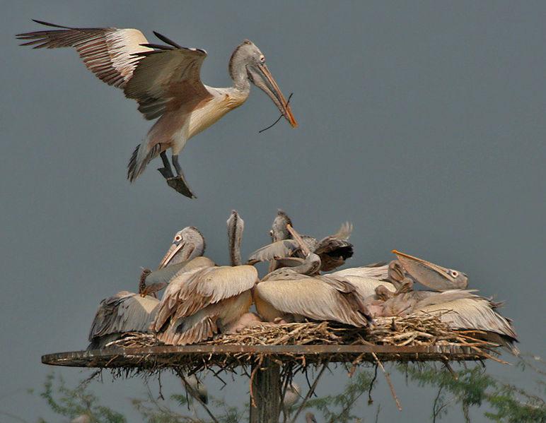 Bird Sanctuary