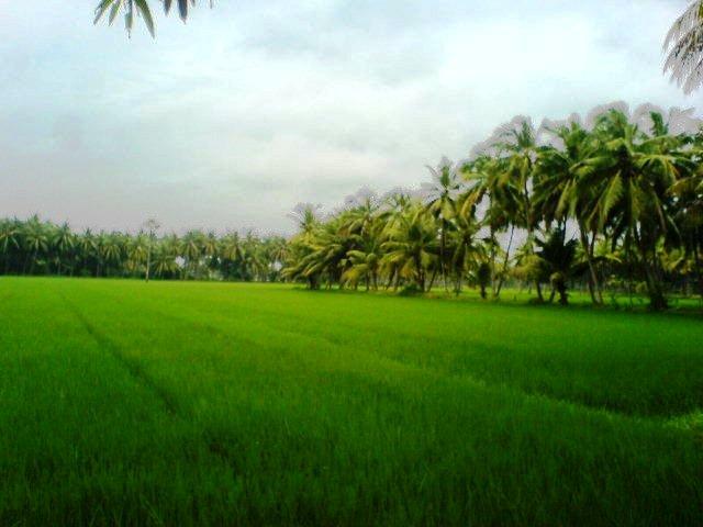 Farming in and around Kakinada