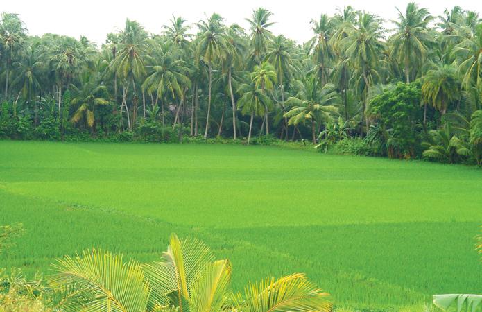  Konaseema is known for its green Coconut orchards