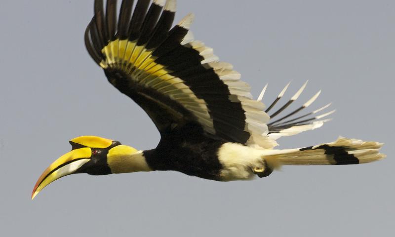  Near Threatened Great Hornbill