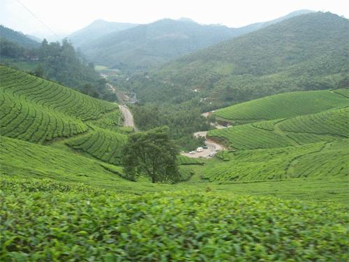 Tea Gardens, Devikulam