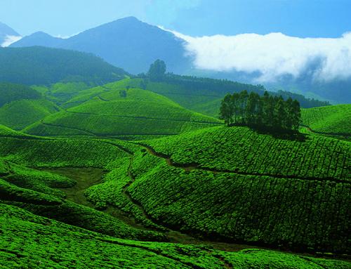 Devikulam is one of the popular hill stations