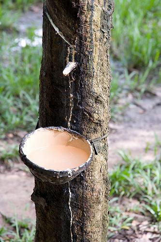 Rubber Tree