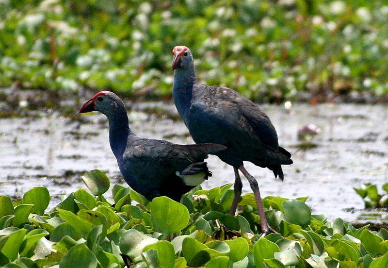 Purple Swamphen