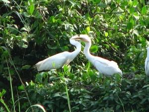 Kumarakom bird sanctuary