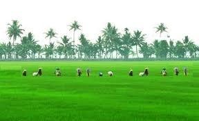 kuttanad paddy fields