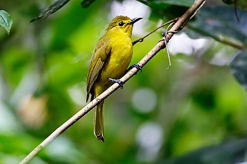 Yellow Browed Bulbul