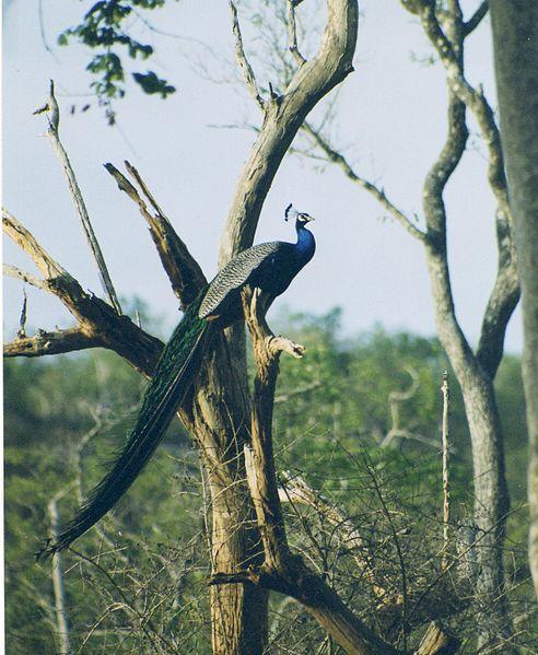 Peacock at B.N.P