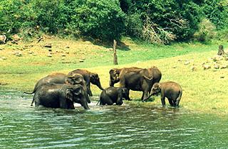 Thekkady Elephants