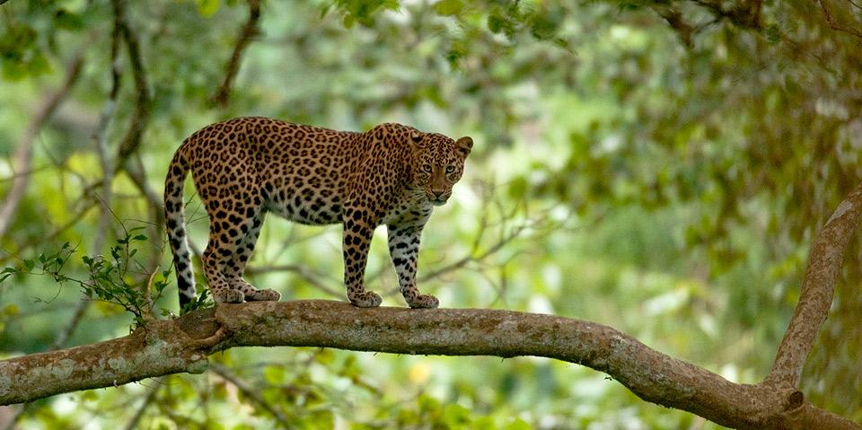 Kabini Wildlife