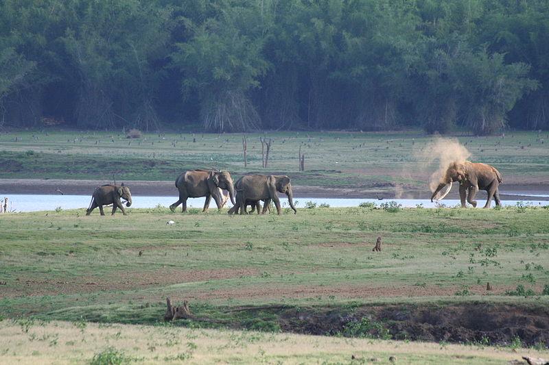 Elephant family on the Kabini River bank